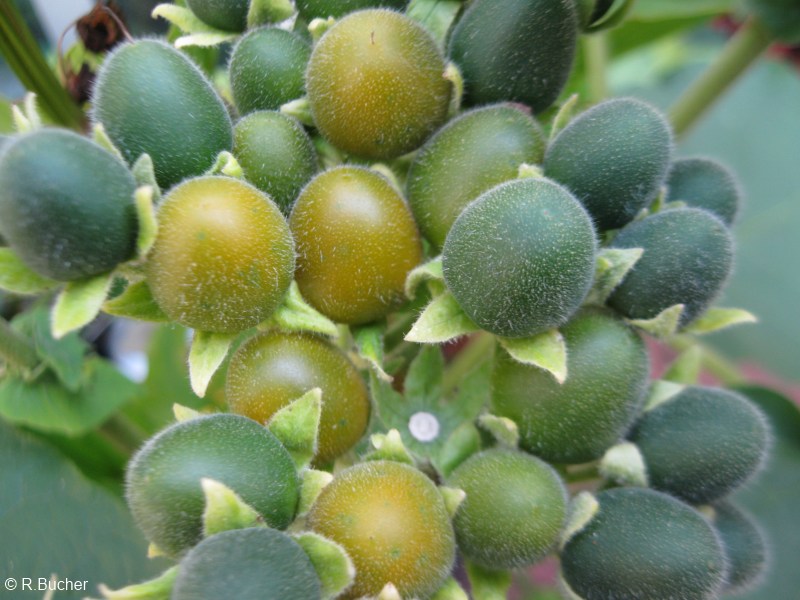 تاماریلوی کوتوله